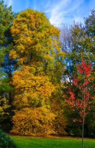 Autumn Colours in Sheffield Park