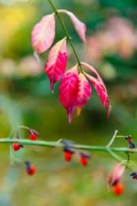 Autumn Colours in Sheffield Park