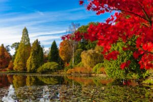 Autumn Colours in Sheffield Park